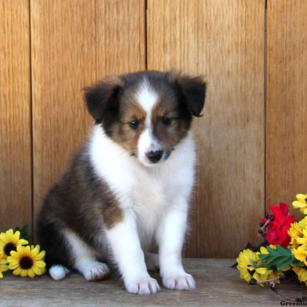 Bernie, Shetland Sheepdog Puppy