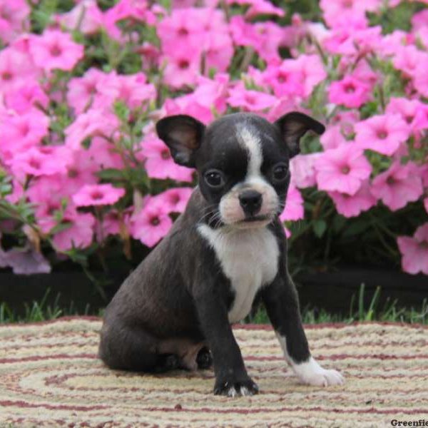 Bernie, Boston Terrier Puppy