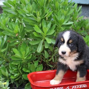 Bernie, Bernese Mountain Dog Puppy