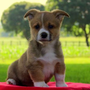 Bernie, Pembroke Welsh Corgi Puppy