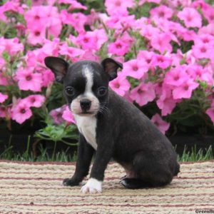 Bernie, Boston Terrier Puppy