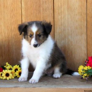 Bernie, Shetland Sheepdog Puppy