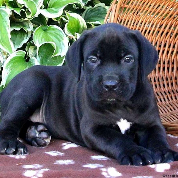 Bert, Cane Corso Puppy