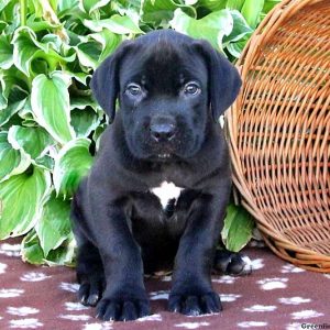 Bert, Cane Corso Puppy