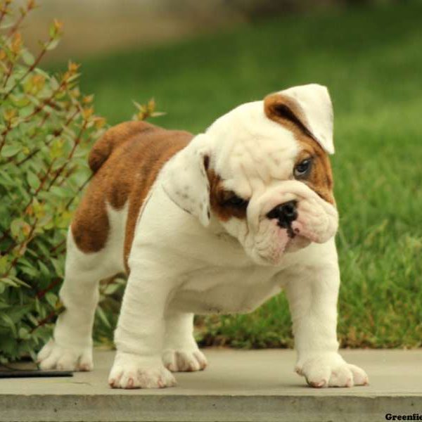 Best Buy, English Bulldog Puppy