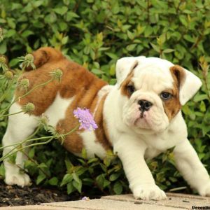 Best Buy, English Bulldog Puppy