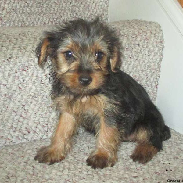 Beth, Yorkshire Terrier Puppy