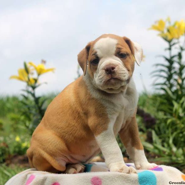 Bethany, Olde English Bulldogge Puppy