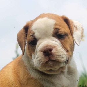 Bethany, Olde English Bulldogge Puppy