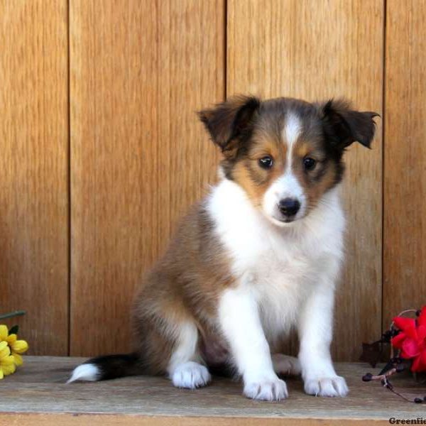 Betsy, Shetland Sheepdog Puppy