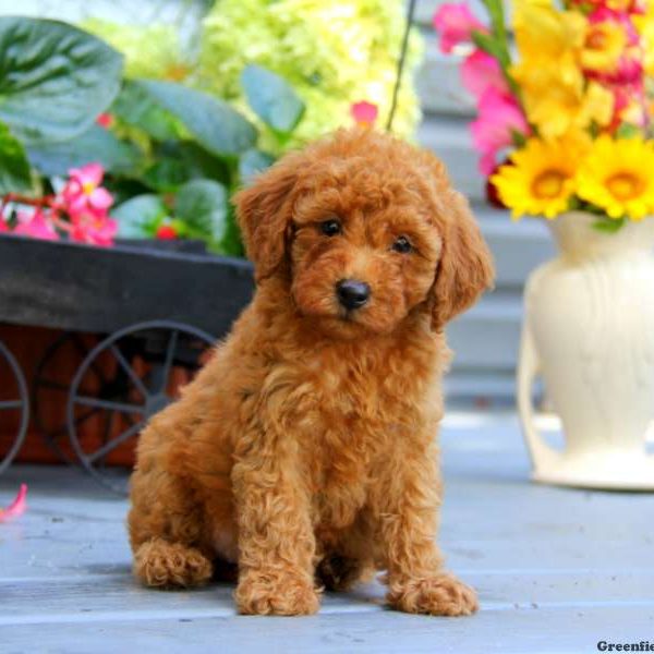 Betsy, Miniature Poodle Puppy