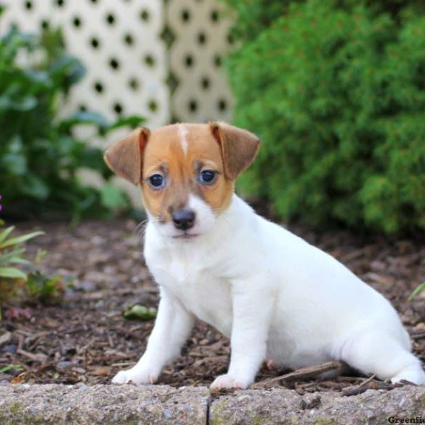 Betsy, Jack Russell Terrier Puppy