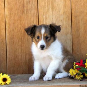 Betsy, Shetland Sheepdog Puppy