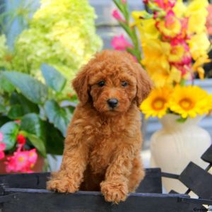 Betsy, Miniature Poodle Puppy