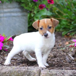 Betsy, Jack Russell Terrier Puppy