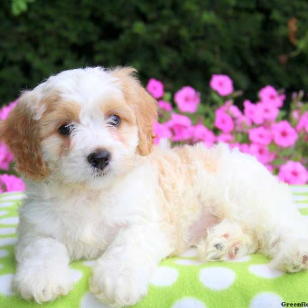 Bettsie, Cavachon Puppy