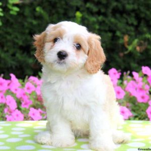 Bettsie, Cavachon Puppy