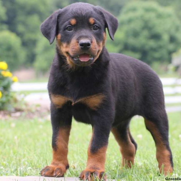 Betty, Rottweiler Puppy