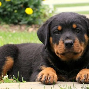 Betty, Rottweiler Puppy