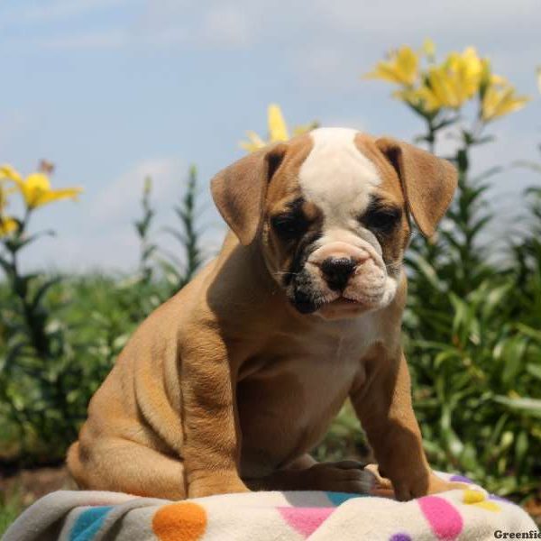 Bianca, Olde English Bulldogge Puppy