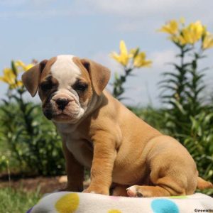 Bianca, Olde English Bulldogge Puppy