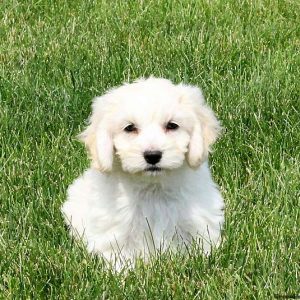 Bichon Mix