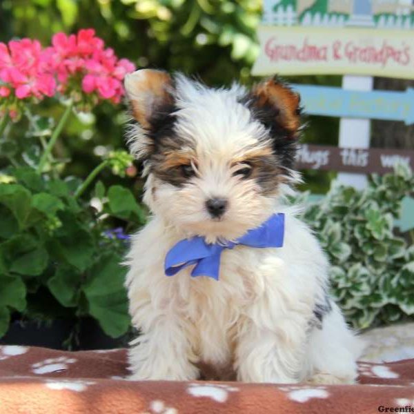 Biewer Yorkshire Terrier