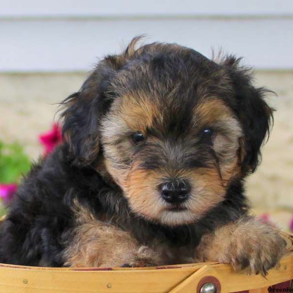 Billy, Yorkie-Poo Puppy