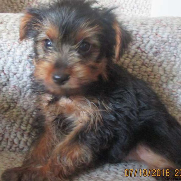 Billy, Yorkshire Terrier Puppy