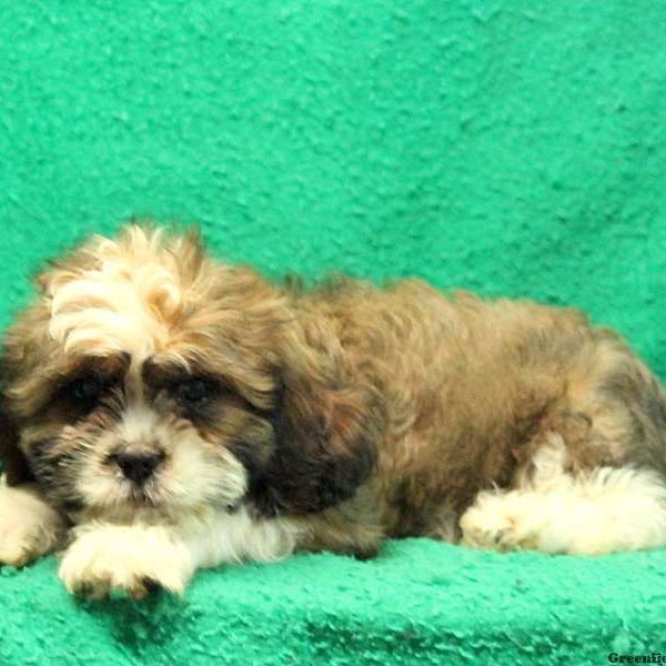 Billy, Cava-Tzu Puppy