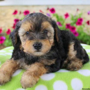 Billy, Yorkie-Poo Puppy