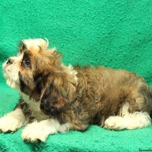 Billy, Cava-Tzu Puppy