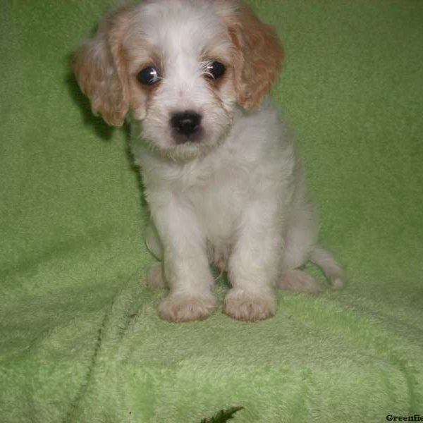 Bimbo, Cavapoo Puppy