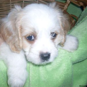 Bimbo, Cavapoo Puppy