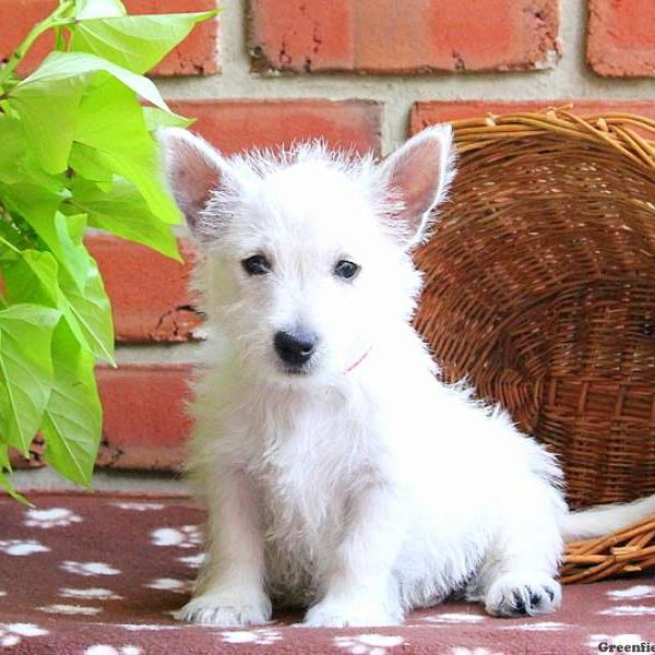 Bingo, West Highland Terrier Puppy