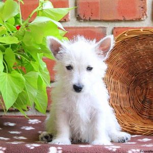 Bingo, West Highland Terrier Puppy