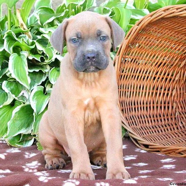 Birdie, Cane Corso Puppy