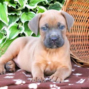 Birdie, Cane Corso Puppy