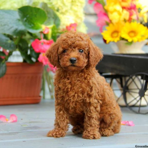 Biscuit, Miniature Poodle Puppy