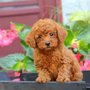 Biscuit, Miniature Poodle Puppy