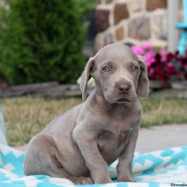 Blaine, Weimaraner Puppy