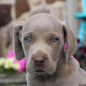 Blaine, Weimaraner Puppy