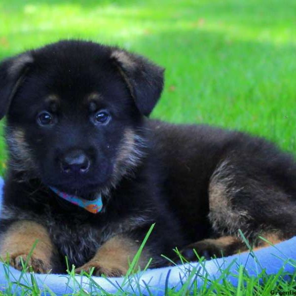 Blake Lee, German Shepherd Puppy