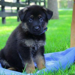 Blake Lee, German Shepherd Puppy