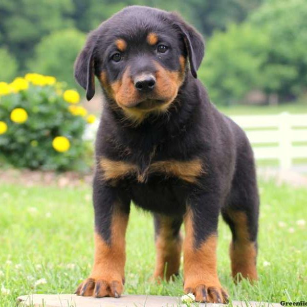 Blake, Rottweiler Puppy