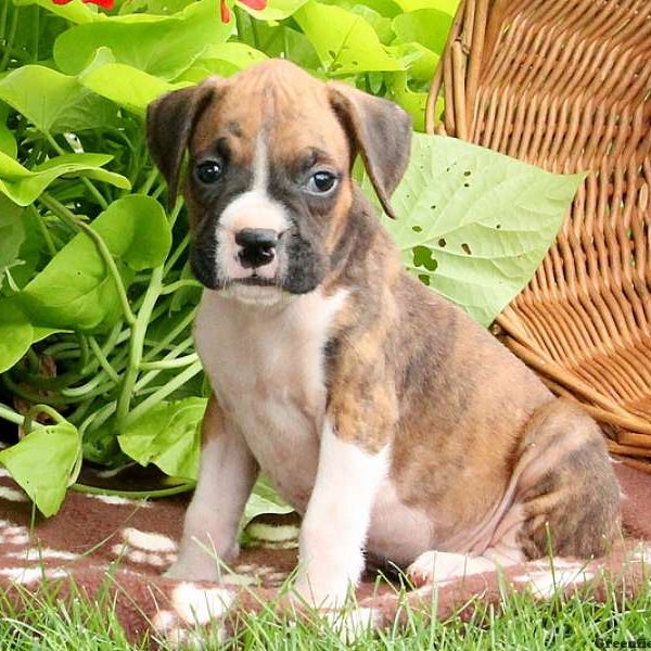 Blake, Boxer Puppy