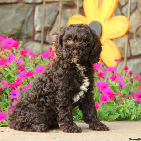 Blake, Cockapoo Puppy