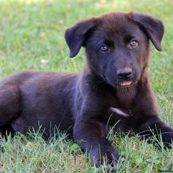 Blake, German Shepherd Mix Puppy