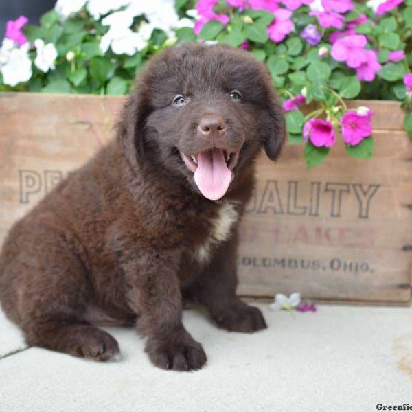 Blake, Newfoundland Puppy