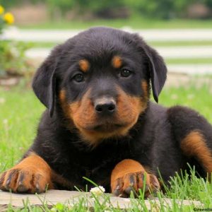 Blake, Rottweiler Puppy